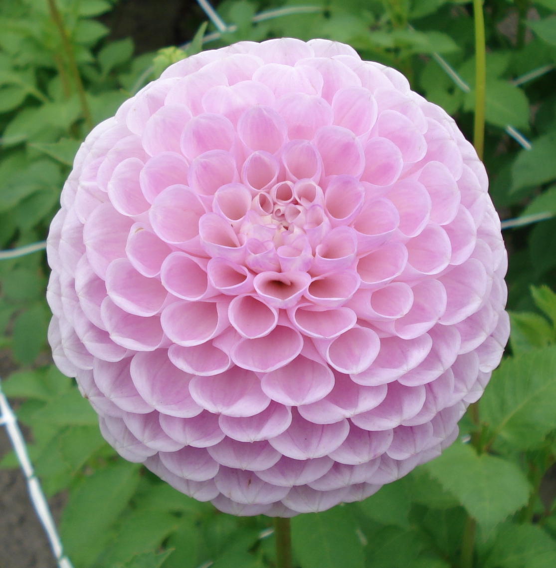 Megan Dean.jpg (8751 bytes)